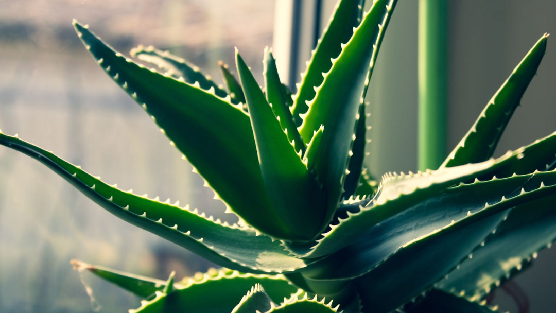 Aloe Vera: è davvero pericolosa? Cosa c'è dietro il divieto della Ue