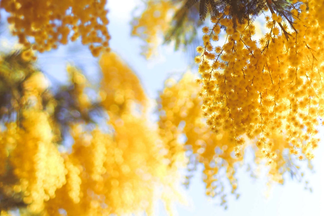 Mimosa: la pianta della donna e della pelle